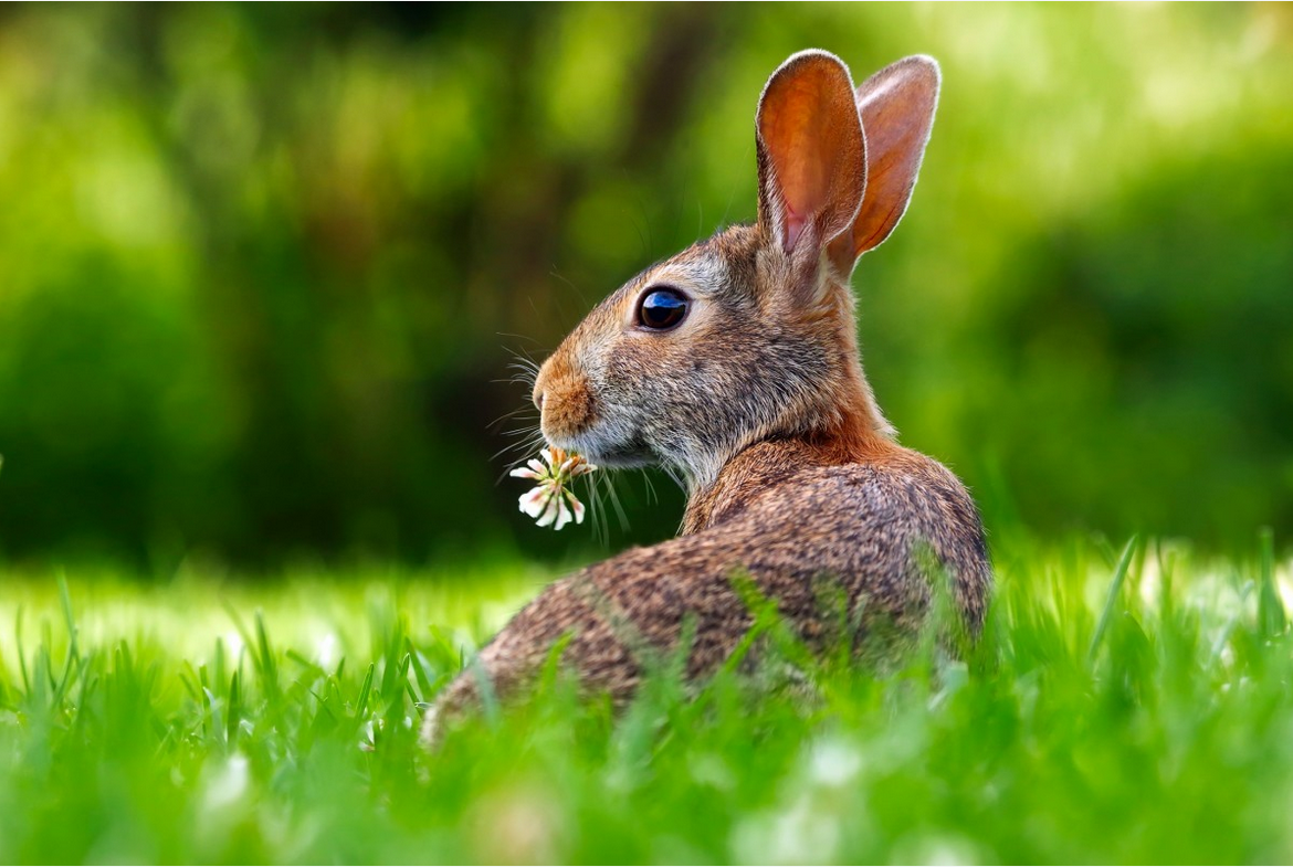 Happy Little Bunny Eating Flower